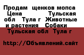    Продам  щенков мопса › Цена ­ 18 000 - Тульская обл., Тула г. Животные и растения » Собаки   . Тульская обл.,Тула г.